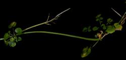 Cardamine panatohea. Inflorescence with axillary rosettes.
 Image: P.B. Heenan © Landcare Research 2019 CC BY 3.0 NZ